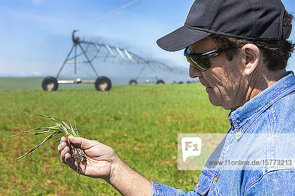 Farmer holding a seedling in his hand on an irrigated farm field; Alberta  Canada