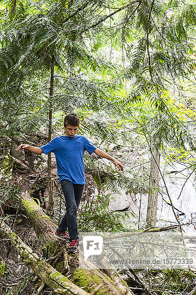 A teenage boy balances while walking on a log in a forest; Salmon Arm  British Columbia  Canada
