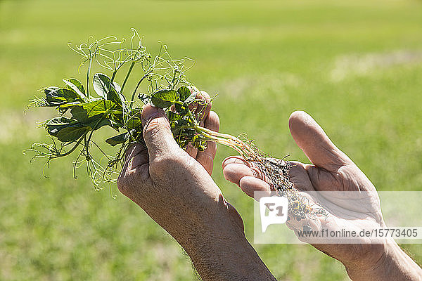 Farmer holding a seedling in his hand examining the roots with a farm field and crop in the background at sunset; Alberta  Canada