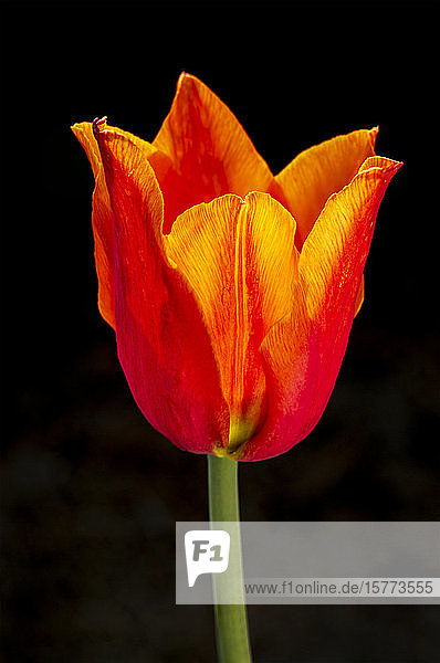 Nahaufnahme einer einzelnen orangefarbenen Tulpe mit dramatischer Hintergrundbeleuchtung und schwarzem Hintergrund