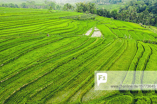 Drone view of the Bali Rice Terraces  Jatiluwih Rice Terrace; Tabanan  Bali  Indonesia