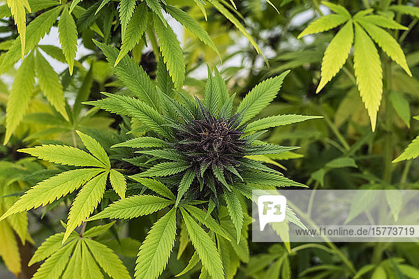 Reife Cannabisblüten  bereit für die Ernte. Sorte Blueberry. Reife Stempel und Trichome sind sichtbar. Die Blätter vergilben (Seneszenz)  was bedeutet  dass die Pflanze reif und bereit für die Ernte ist; Alberta  Kanada
