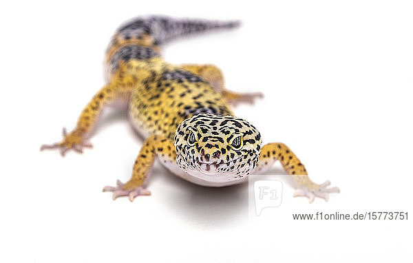 Leopardgecko (Eublepharis macularius) auf weißem Hintergrund; Studio