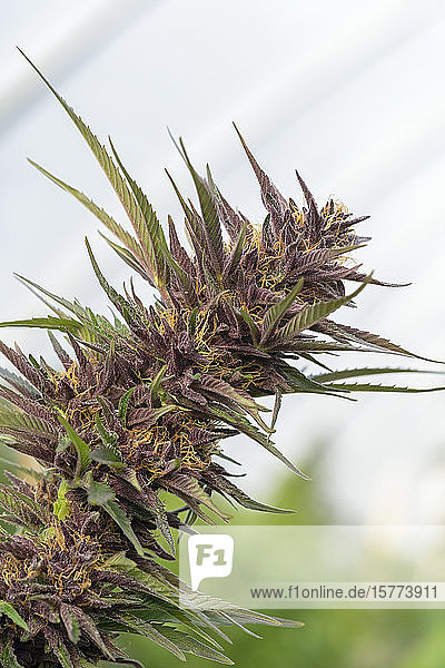 Reifende Cannabisblüten kurz vor der Ernte. Sorte Blueberry. Reife Stempel und Trichome sind sichtbar; Alberta  Kanada