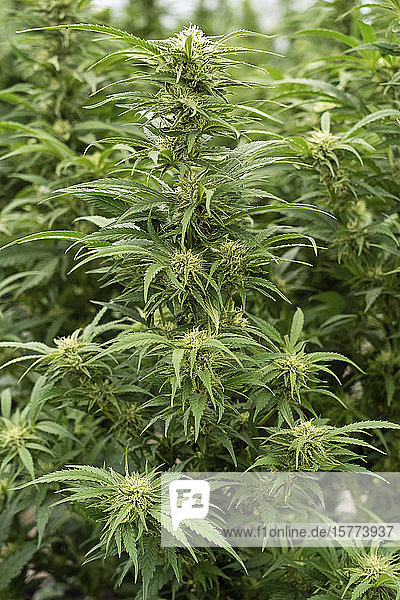Cannabispflanze mit auffälligen Blütenstempeln  die auf eine fortschreitende Reife hinweisen; Alberta  Kanada