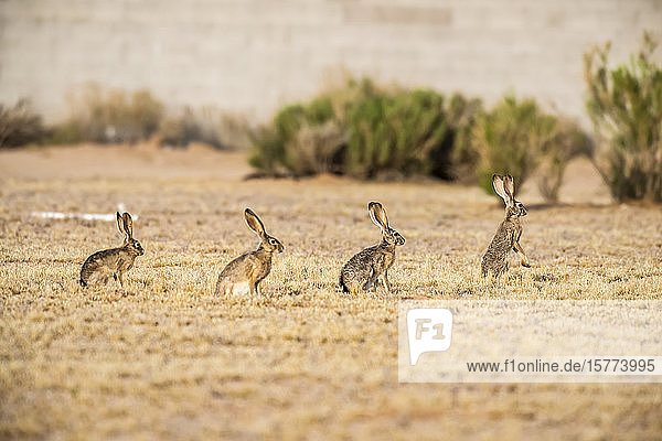 Vier Black-tailed Jackrabbits (Lupus californicus)  aufgereiht in einer Reihe  der Anführer auf den Hinterbeinen in einem offenen Feld; Casa Grande  Arizona  Vereinigte Staaten von Amerika