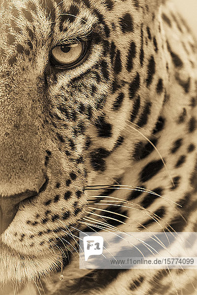 Ein männlicher Leopard (Panthera pardus) starrt in die Kamera. Er hat ein braunes  geflecktes Fell  Schnurrhaare und ein grünes Auge  Masai Mara National Reserve; Kenia