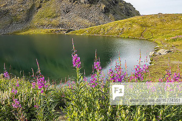 Summit Lake und Feuerkraut (Chamaenerion angustifolium) in der Blütezeit im Gebiet des Hatcher Pass in der Nähe von Palmer  Süd-Zentral-Alaska; Alaska  Vereinigte Staaten von Amerika