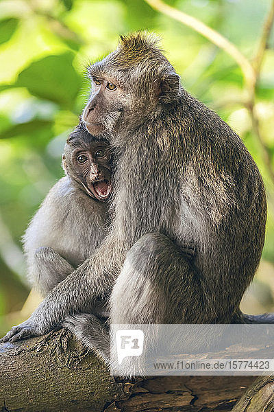 Balinesische Langschwanzmeerkatzen (Macaca fascicularis)  Ubud Monkey Forest; Bali  Indonesien