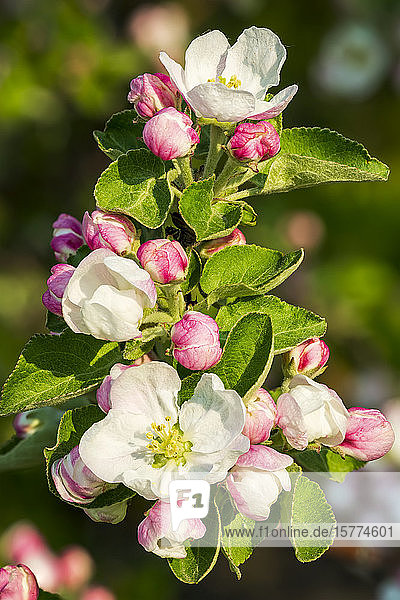 Nahaufnahme von Apfelblüten an einem Baum; Calgary  Alberta  Kanada