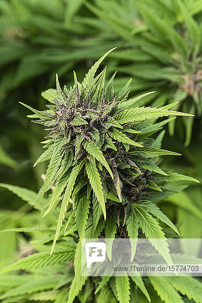 Reifende Cannabisblüten kurz vor der Ernte. Reife Stempel und Trichome sind sichtbar; Alberta  Kanada