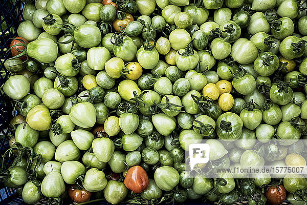Hochwinkelaufnahme einer Kiste mit frisch gepflückten grünen  gelben und roten Tomaten.