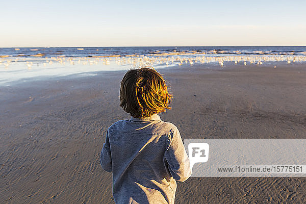 Ein Junge  der am Strand spazieren geht  ein Schwarm Möwen auf dem Sand.