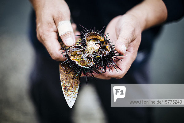 Hochwinkelaufnahme eines Fischers  der ein Stück frisches Einhorn  den Seeigel  aufschneidet.