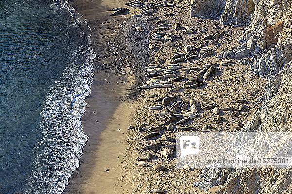 Blick von oben auf Seelöwen  die sich am schmalen Strand an den steilen Klippen sonnen.