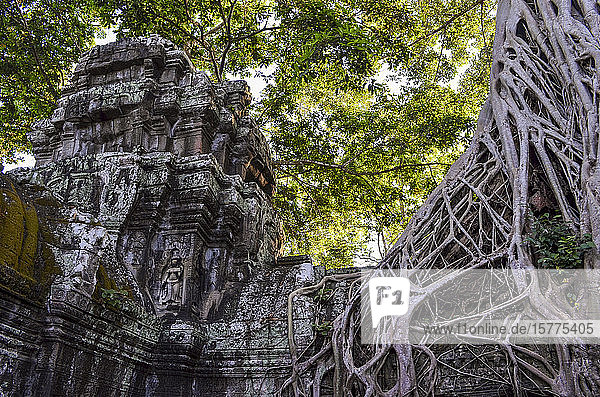 Ankor Wat  ein historischer Khmer-Tempel aus dem 12. Jahrhundert und UNESCO-Weltkulturerbe. Bögen und geschnitzter Stein mit großen Wurzeln  die sich über das Mauerwerk ausbreiten.