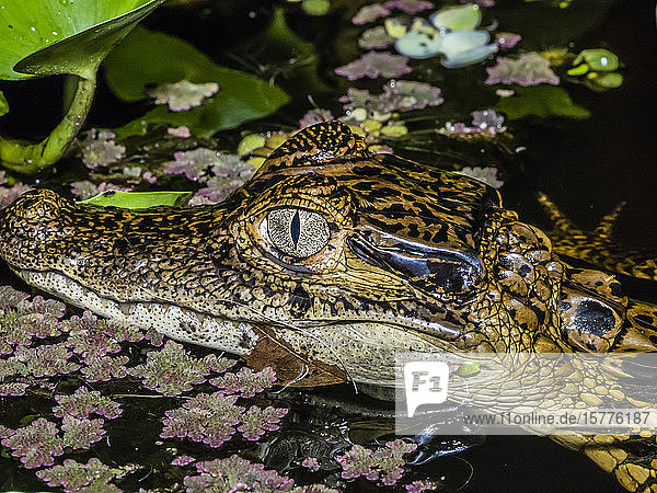 Junger Brillenkaiman (Caiman crocodilus)  Augenausschnitt bei Nacht am Rio El Dorado  Ucayali-Fluss  Loreto  Peru  Südamerika