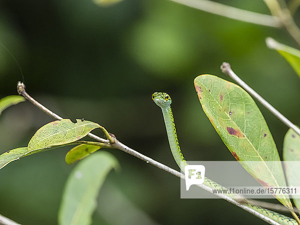 Schwarzhäutige Papageiennatter (Leptophis ahaetulla nigromarginatus)  Pacaya-Fluss  Amazonasbecken  Loreto  Peru  Südamerika