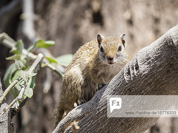 Adult tree squirrel (Paraxerus cepapi) in the Okavango Delta Botswana Africa