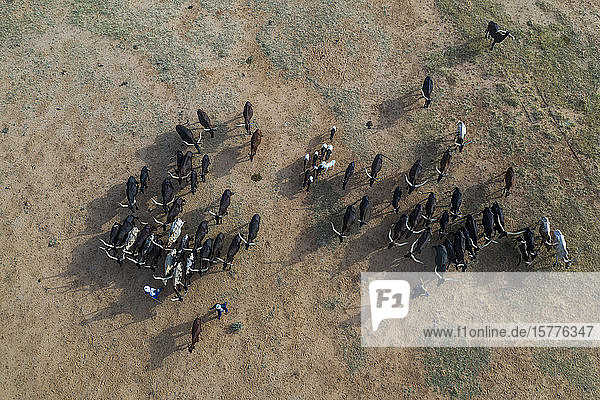 Aerial of cattle moving to a waterhole Gerewol festival courtship ritual competition among the Wodaabe Fula people Niger West Africa Africa