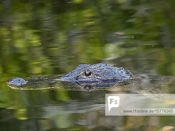 Ein wilder amerikanischer Alligator (Alligator mississippiensis)  bei Nacht im Shark Valley  Everglades National Park  Florida  Vereinigte Staaten von Amerika  Nordamerika