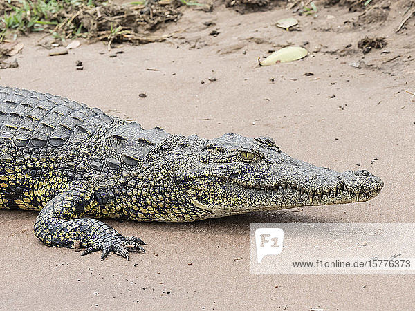 Ein ausgewachsenes Nilkrokodil (Crocodylus niloticus) im Chobe-Nationalpark  Botsuana  Afrika