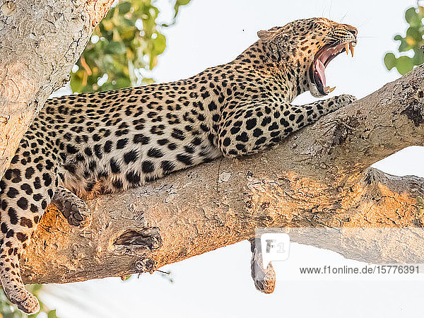 Ein erwachsener Leopard (Panthera pardus) ruht in einem Baum im Okavango-Delta  Botsuana  Afrika