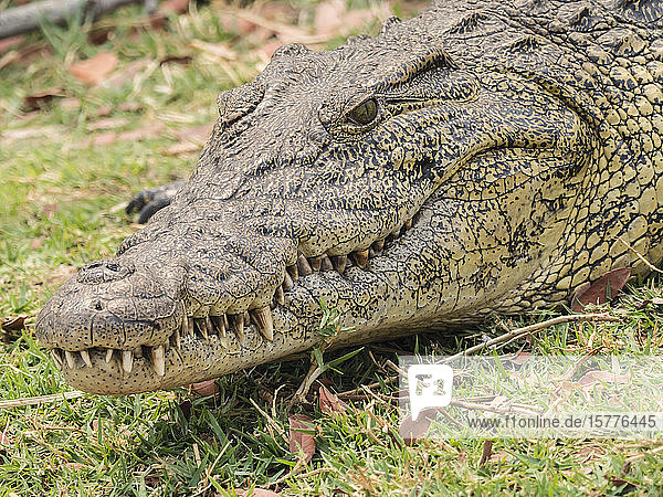 Ein ausgewachsenes Nilkrokodil (Crocodylus niloticus)  im Chobe-Nationalpark  Botsuana  Afrika