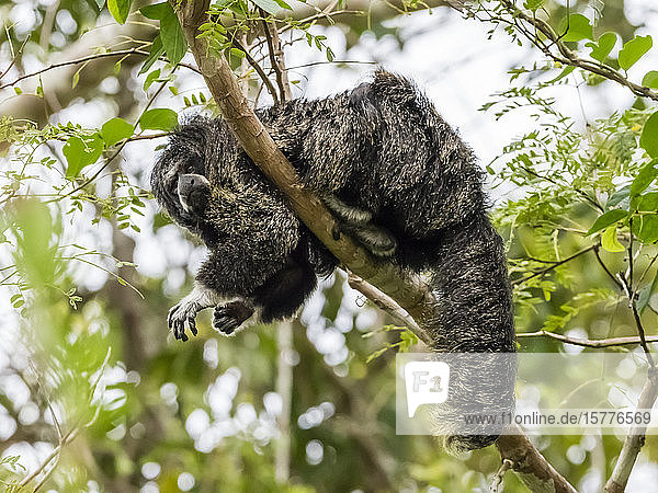 An adult monk saki monkey (Pithecia monachus) near the Oxbow lake Atun Poza Iquitos Peru South America