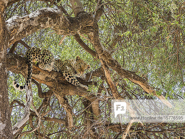 Ein erwachsener Leopard (Panthera pardus)  der sich von einem Warzenschwein ernährt  das er in einem Baum im Chobe-Nationalpark  Botsuana  Afrika  hochgezogen hat