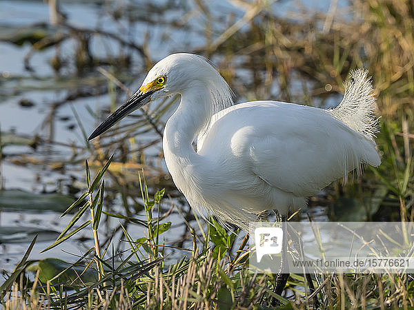 Adult snowy egret (Egretta thula) Shark Valley Everglades National Park Florida United States of America North America