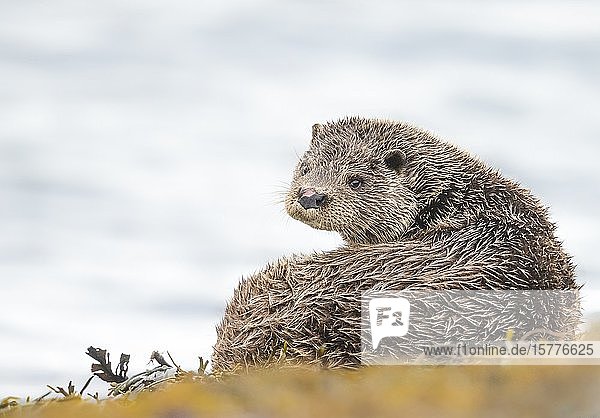 Otter (Lutrinae)  West Coast of Scotland  United Kingdom  Europe