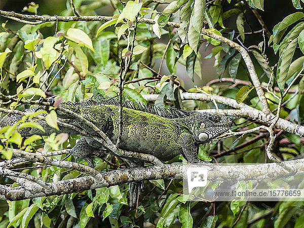 Ein ausgewachsener Grüner Leguan (Iguana iguana) sonnt sich am Fluss Yanayacu  Amazonasbecken  Loreto  Peru  Südamerika
