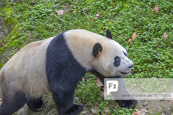 View of Giant Panda in the Dujiangyan Panda Base Chengdu Sichuan Province People's Republic of China Asia