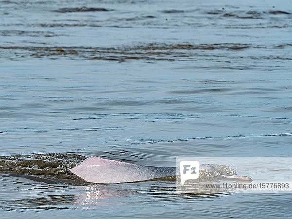 Ausgewachsener rosa Amazonas-Flussdelfin (Inia geoffrensis)  Yanayacu-See  Pacaya-Samiria-Reservat  Loreto  Peru  Südamerika