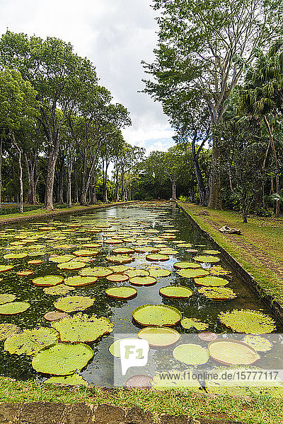 Riesige Victoria-Seerose  schwimmend auf dem Wasser im Botanischen Garten von Pamplemousses  Mauritius  Afrika