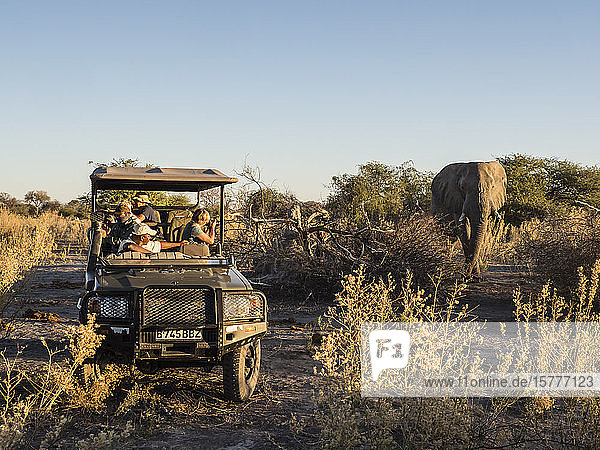 Afrikanischer Elefant (Loxodonta africana)  gesehen von einem Safari-Fahrzeug im Okavango-Delta  Botsuana  Afrika