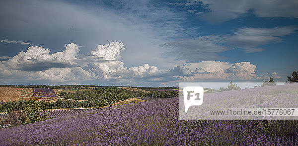 Lavender field in Provence France