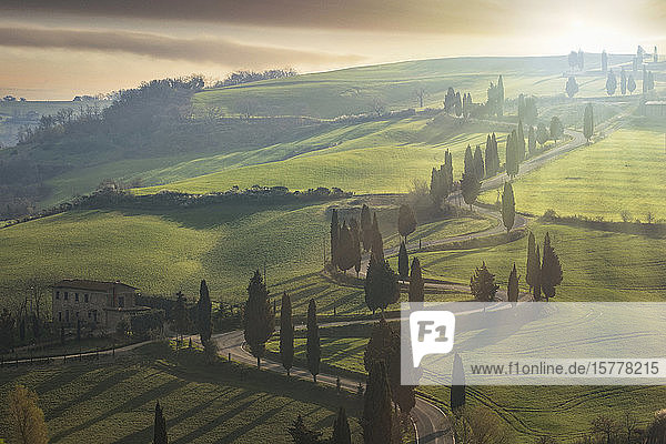Trees along winding road in Tuscany Italy
