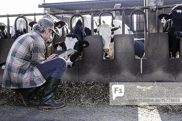 Dairy farm worker checking wellbeing of his cows