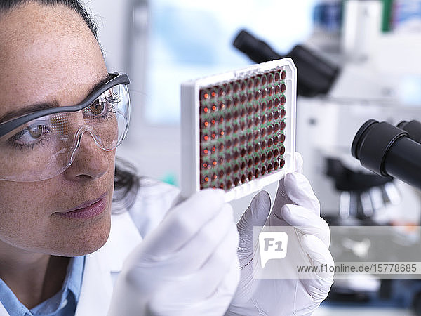 Wissenschaftlerin betrachtet eine Multiwell-Platte mit Blutproben zum Screening eines Labors