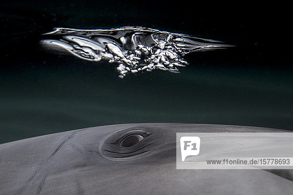 Detail vom Auge des Großen Tümmlers  Nahaufnahme  Unterwasseransicht