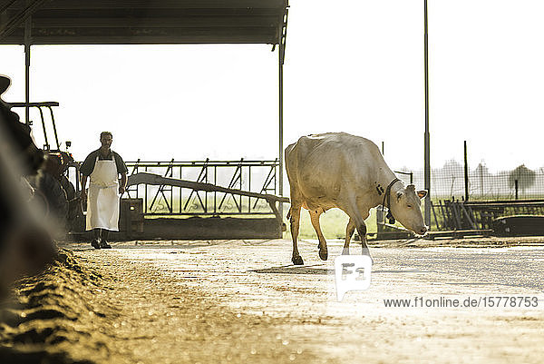 Dairy cow  farm worker in background