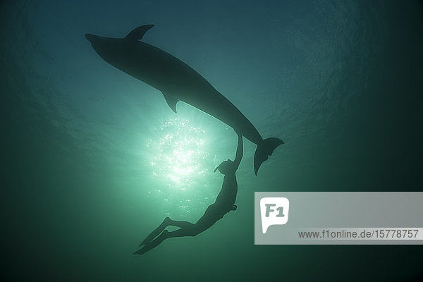 Woman free-diving with Bottlenose dolphin (Tursiops truncates)  underwater view  Doolin  Clare  Ireland