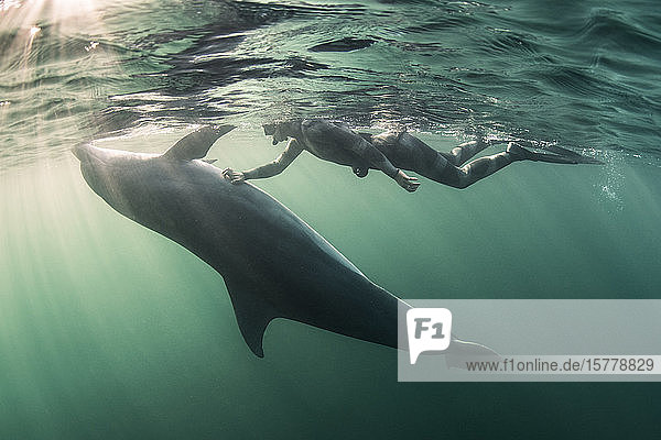 Woman free-diving with Bottlenose dolphin (Tursiops truncates)  underwater view  Doolin  Clare  Ireland