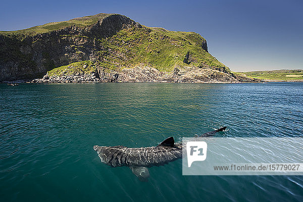Riesenhai (Cetorhinus maximus)  Baltimore  Cork  Irland