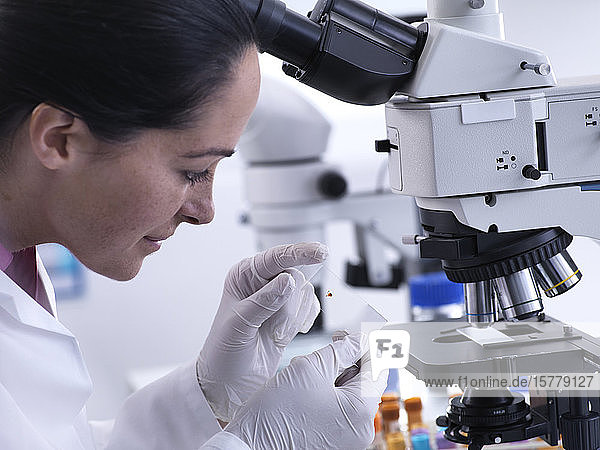 Wissenschaftler betrachtet menschliche Probe auf Glasträger unter dem Mikroskop