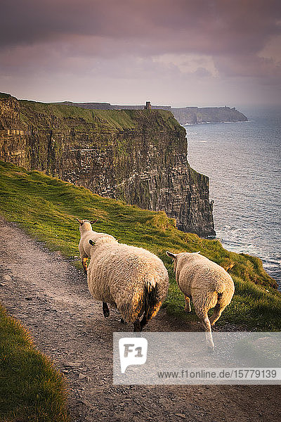 Sheep on rural pathway Cliffs of Moher Doolin Clare Ireland