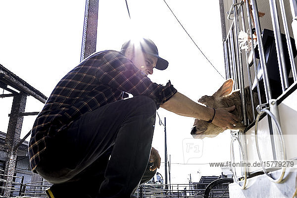 Dairy farm worker checking wellbeing of his calf