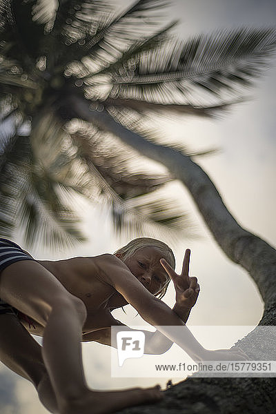 Junge klettert auf Palme  gestikuliert Friedenszeichen in Richtung Kamera  niedriger Blickwinkel  Beqa  Fidschi